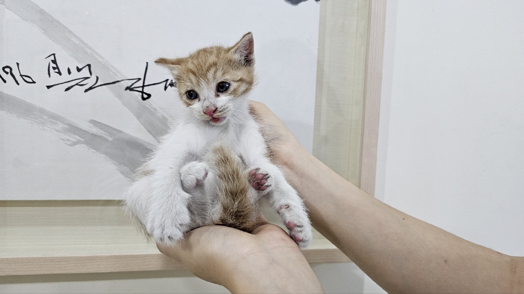 박영재동물병원_445464202303663